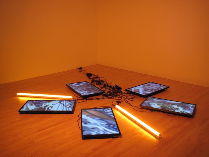 Diana Thater, *Untitled (Butterfly Videowall #2)*, 2008. Video installation.