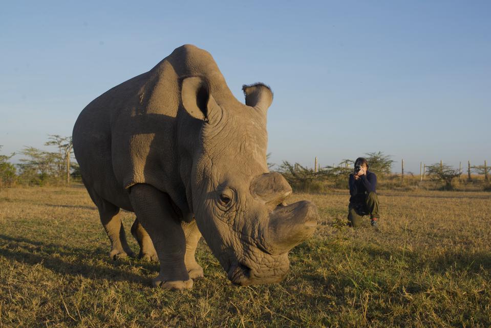 Diana Thater with Sudan the Rhino, Ol Pejeta Conservancy, Kenya, 2016.