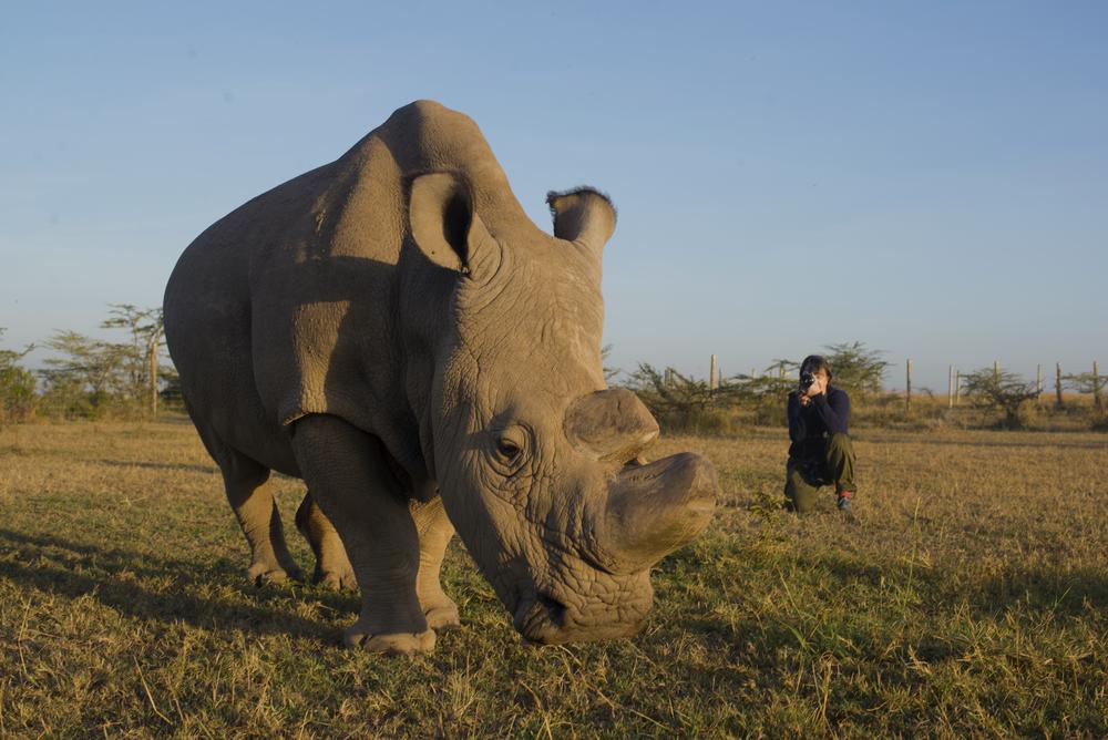 rhino in the foreground to the left and person squating while taking a picture in the background to the right