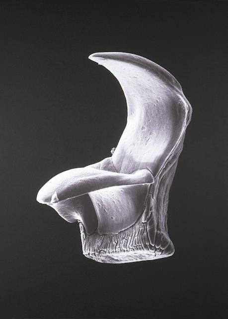 Catherine Wagner, *Shark’s Tooth*, 2000. Iris print on paper, 44 x 32 inches.