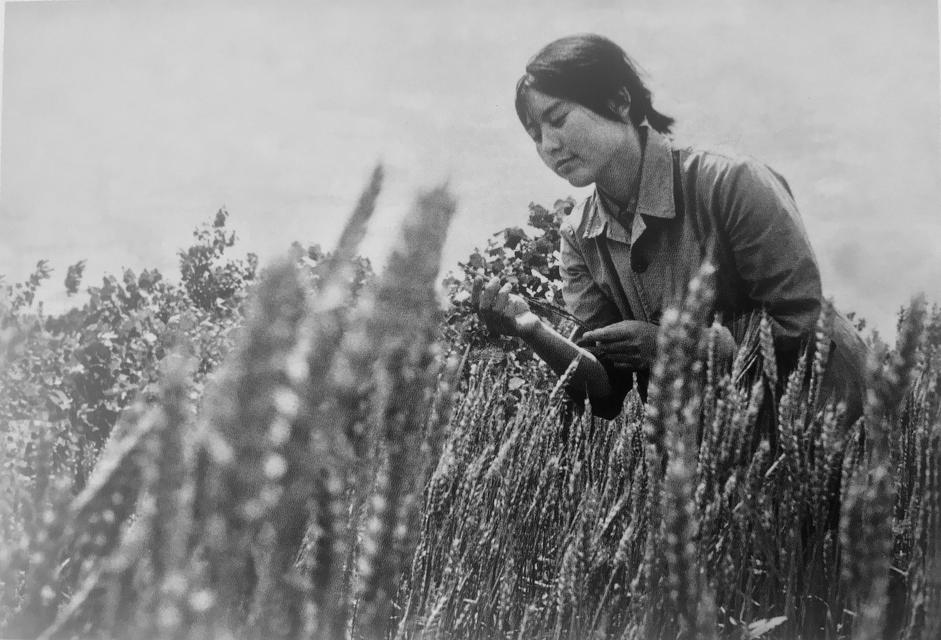 Hung Liu working in the fields, late 1960s.